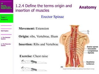 1.2_The_Muscular_System.ppt