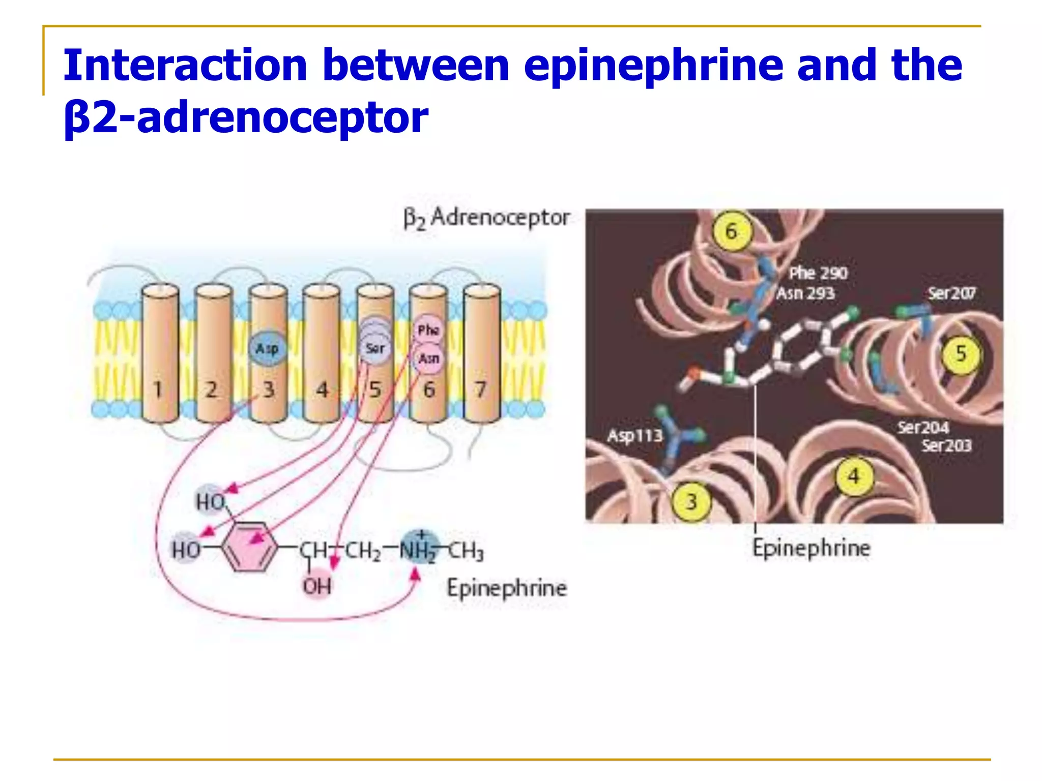 1.4.Adrenergic drugs.ppt