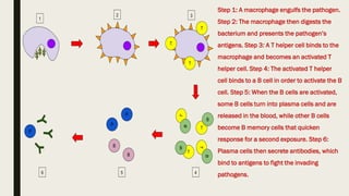 Step 1: A macrophage engulfs the pathogen.
Step 2: The macrophage then digests the
bacterium and presents the pathogen’s
antigens. Step 3: A T helper cell binds to the
macrophage and becomes an activated T
helper cell. Step 4: The activated T helper
cell binds to a B cell in order to activate the B
cell. Step 5: When the B cells are activated,
some B cells turn into plasma cells and are
released in the blood, while other B cells
become B memory cells that quicken
response for a second exposure. Step 6:
Plasma cells then secrete antibodies, which
bind to antigens to fight the invading
pathogens.
 