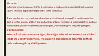 Mechanism
In humoral immune response, first the B cells mature in the bone marrow and gain B-cell receptors
(BCR's) which are displayed in large number on the cell surface.
These membrane-bound protein complexes have antibodies which are specific for antigen detection.
Each B cell has a unique antibody that binds with an antigen. The mature B cells migrate from the bone
marrow to the lymph nodes or other lymphatic organs, where they begin to encounter pathogens.
B cell activation
When a B cell encounters an antigen, the antigen is bound to the receptor and taken
inside the B cell by endocytosis. The antigen is processed and presented on the B
cell's surface again by MHC-II proteins.
 