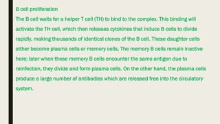 B cell proliferation
The B cell waits for a helper T cell (TH) to bind to the complex. This binding will
activate the TH cell, which then releases cytokines that induce B cells to divide
rapidly, making thousands of identical clones of the B cell. These daughter cells
either become plasma cells or memory cells. The memory B cells remain inactive
here; later when these memory B cells encounter the same antigen due to
reinfection, they divide and form plasma cells. On the other hand, the plasma cells
produce a large number of antibodies which are released free into the circulatory
system.
 