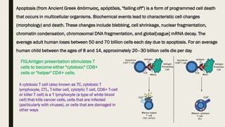 Apoptosis (from Ancient Greek ἀπόπτωσις, apóptōsis, "falling off") is a form of programmed cell death
that occurs in multicellular organisms. Biochemical events lead to characteristic cell changes
(morphology) and death. These changes include blebbing, cell shrinkage, nuclear fragmentation,
chromatin condensation, chromosomal DNA fragmentation, and global[vague] mRNA decay. The
average adult human loses between 50 and 70 billion cells each day due to apoptosis. For an average
human child between the ages of 8 and 14, approximately 20–30 billion cells die per day
FIG:Antigen presentation stimulates T
cells to become either "cytotoxic" CD8+
cells or "helper" CD4+ cells.
A cytotoxic T cell (also known as TC, cytotoxic T
lymphocyte, CTL, T-killer cell, cytolytic T cell, CD8+ T-cell
or killer T cell) is a T lymphocyte (a type of white blood
cell) that kills cancer cells, cells that are infected
(particularly with viruses), or cells that are damaged in
other ways
 