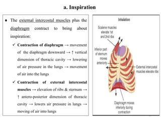 1. Respiratory system physiology (1).pptx
