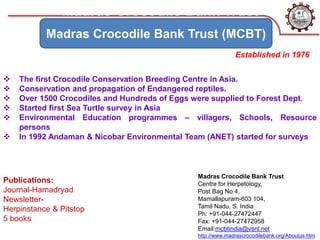 Madras Crocodile Bank Trust
Centre for Herpetology,
Post Bag No 4,
Mamallapuram-603 104,
Tamil Nadu, S. India
Ph: +91-044-27472447
Fax: +91-044-27472958
Email:mcbtindia@vsnl.net
http://www.madrascrocodilebank.org/Aboutus.htm
Madras Crocodile Bank Trust
Established in 1976
 The first Crocodile Conservation Breeding Centre in Asia.
 Conservation and propagation of Endangered reptiles.
 Over 1500 Crocodiles and Hundreds of Eggs were supplied to Forest Dept.
 Started first Sea Turtle survey in Asia
 Environmental Education programmes – villagers, Schools, Resource
persons
 In 1992 Andaman & Nicobar Environmental Team (ANET) started for surveys
Publications:
Journal-Hamadryad
Newsletter-
Herpinstance & Pitstop
5 books
(MCBT)
Madras Crocodile Bank Trust (MCBT)
 