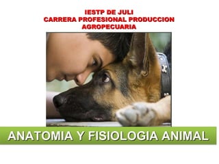 IESTP DE JULI
CARRERA PROFESIONAL PRODUCCION
AGROPECUARIA
ANATOMIA Y FISIOLOGIA ANIMAL
 