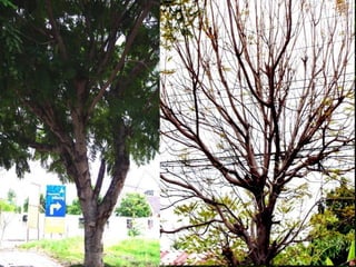 การดูแลรักษาต้นไม้ใหญ่ ในงานภูมิทัศน์เมือง 1_บทนำ.pptx