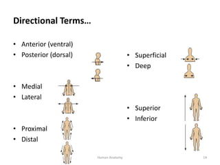 1. Human Anatomy-3.pptx