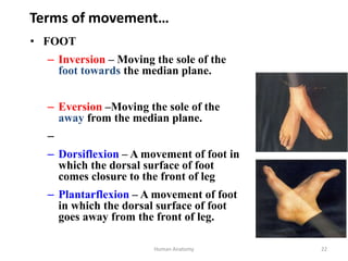 1. Human Anatomy-3.pptx