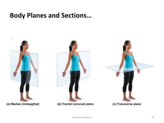 1. Human Anatomy-3.pptx