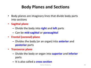 Body Planes and Sections
• Body planes are imaginary lines that divide body parts
into sections
• Sagittal plane
– Divide ...