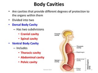 Body Cavities
• Are cavities that provide different degrees of protection to
the organs within them
• Divided into two
• D...