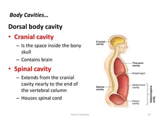 Body Cavities…
Dorsal body cavity
• Cranial cavity
– Is the space inside the bony
skull
– Contains brain
• Spinal cavity
–...