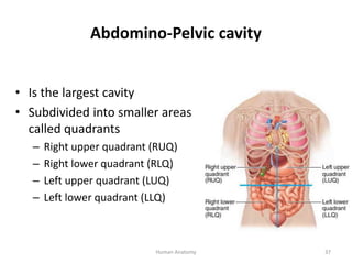 Abdomino-Pelvic cavity
• Is the largest cavity
• Subdivided into smaller areas
called quadrants
– Right upper quadrant (RU...