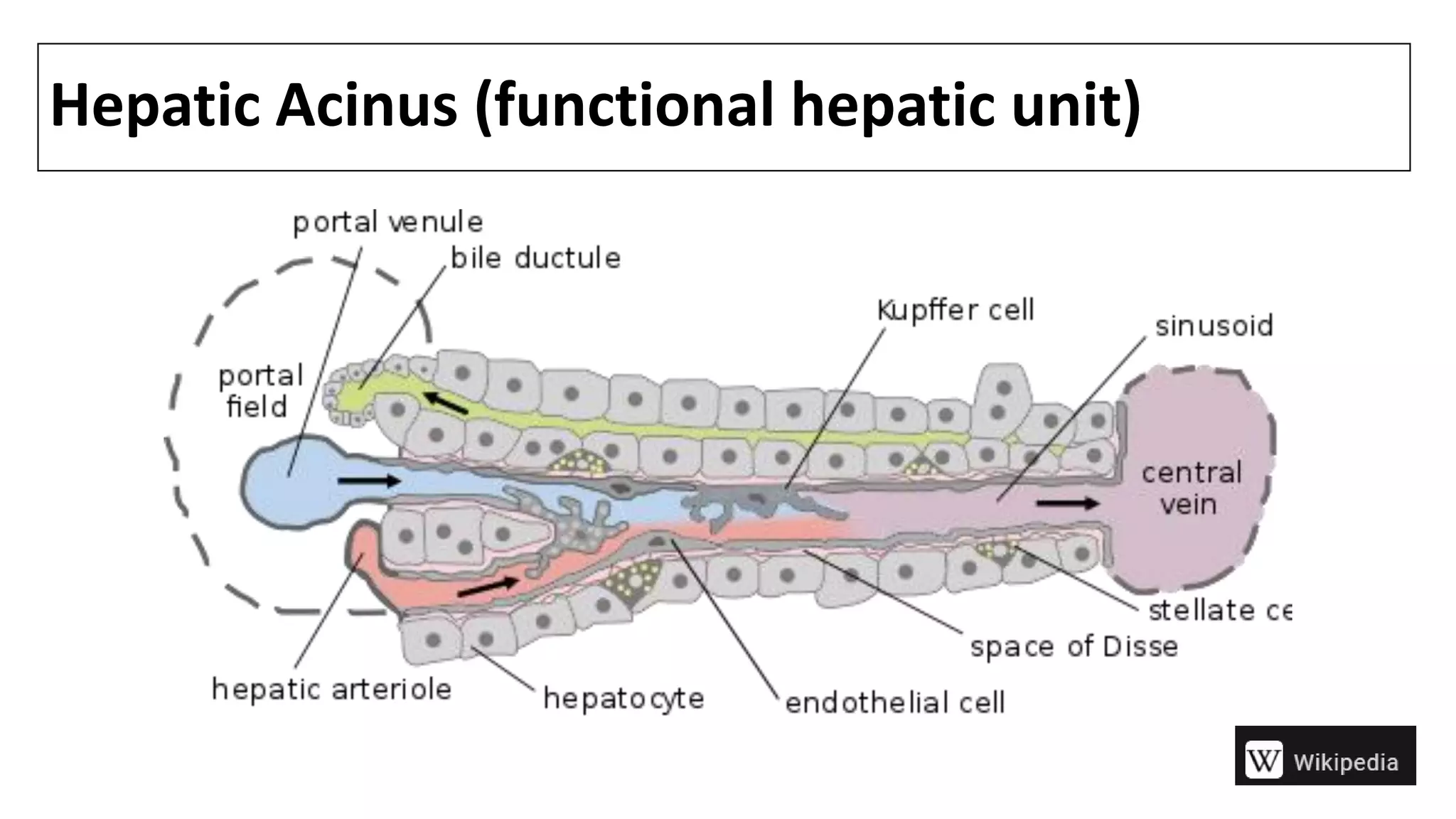 Chronic liver disease | PDF