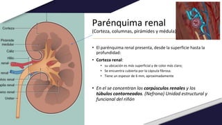 Parénquima renal
(Corteza, columnas, pirámides y médula)
• El parénquima renal presenta, desde la superficie hasta la
profundidad:
• Corteza renal:
• su ubicación es más superficial y de color más claro;
• Se encuentra cubierta por la cápsula fibrosa.
• Tiene un espesor de 6 mm, aproximadamente
• En el se concentran los corpúsculos renales y los
túbulos contorneados. (Nefrona) Unidad estructural y
funcional del riñón
 