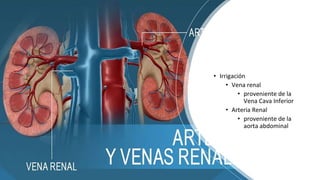 • En las bases de las pirámides renales, las arterias
interlobulares adoptan una trayectoria tortuosa entre
la médula rena...
