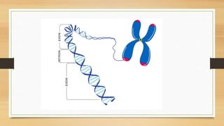 Reasons for hereditary
• Genes come in pairs in the same way as the chromosomes.
• Each parent of a human being carries tw...