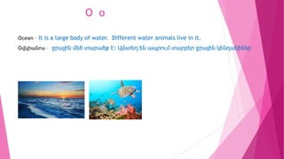 O o
Ocean – It is a large body of water. Different water animals live in it.
Օվկիանոս – ջրային մեծ տարածք է: Այնտեղ են ապր...