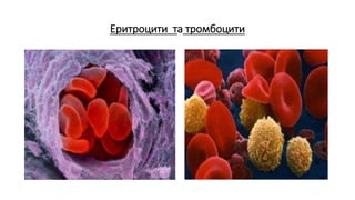 Еритроцити та тромбоцити
 