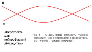 «Перехрест»
між
нейтрофілами і
лімфоцитами
• На 5 – 6 день життя проходить “перший
перехрест” між нейтрофілами і лімфоцитами,
в 5 – 6 років – “другий перехрест”.
 
