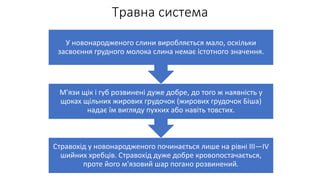 Травна система
Стравохід у новонародженого починається лише на рівні III—IV
шийних хребців. Стравохід дуже добре кровопостачається,
проте його м'язовий шар погано розвинений.
М'язи щік і губ розвинені дуже добре, до того ж наявність у
щоках щільних жирових грудочок (жирових грудочок Біша)
надає їм вигляду пухких або навіть товстих.
У новонародженого слини виробляється мало, оскільки
засвоєння грудного молока слина немає істотного значення.
 