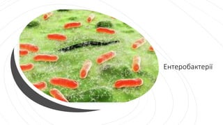 Ентеробактерії
 