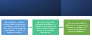 Важливішими умовами
нормальної життєдіяльності
організму є забезпечення
його необхідною кількістю
засвоюємого азоту. Його
джерелом є білки.
Для сбалансованого
харчування необхідно не
тільки достатнє вживання
білку , але й необхідна
кількість незамінних
амінокислот.
Переварювання білків
здійснюється за допомогою
ферментів шлунку , соку
підшлункової залози і
ферментами кишок .
 