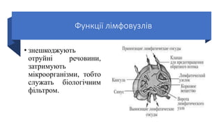 Функції лімфовузлів
• знешкоджують
отруйні речовини,
затримують
мікроорганізми, тобто
служать біологічним
фільтром.
 