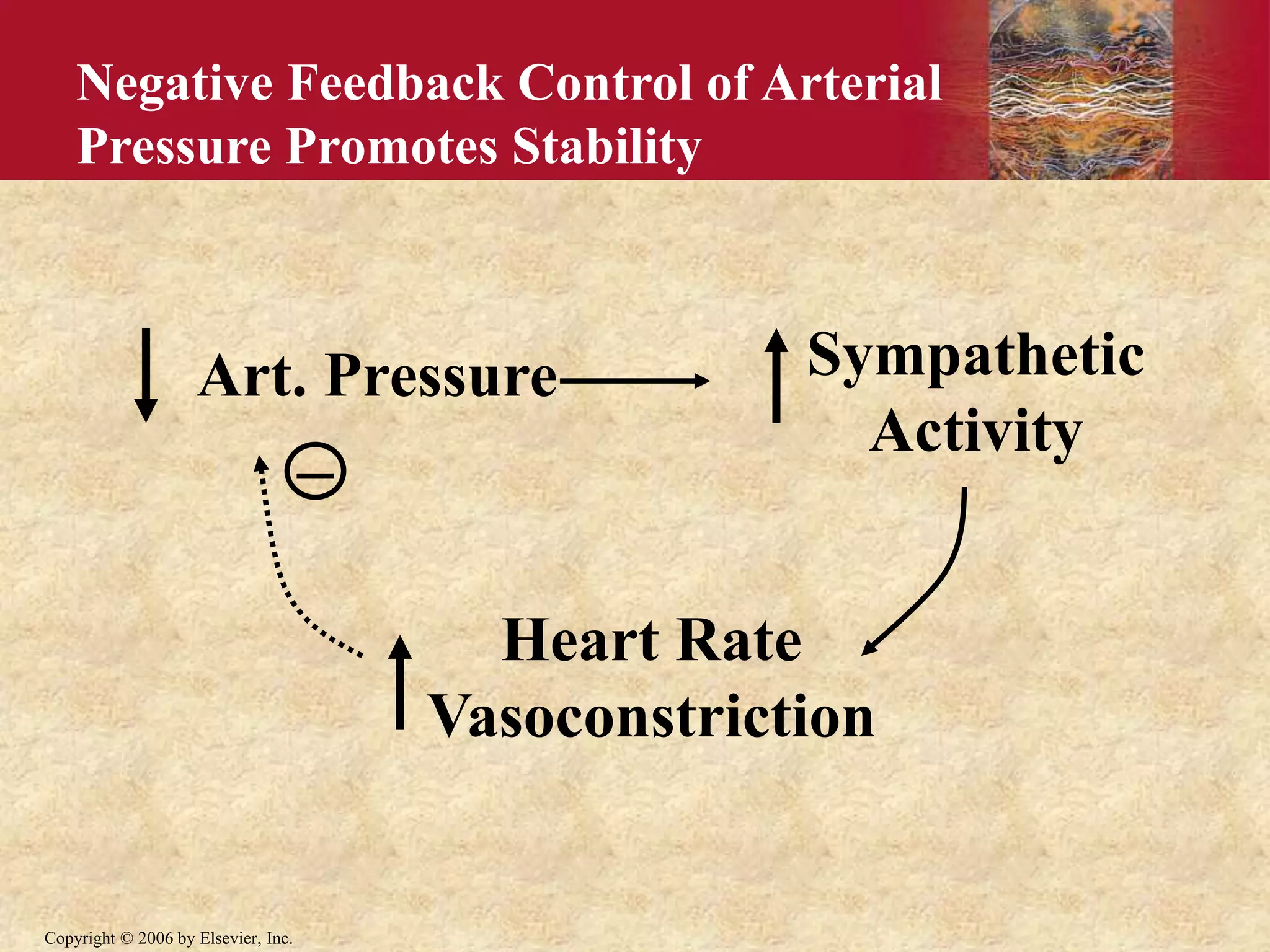Copyright © 2006 by Elsevier, Inc.
Negative Feedback Control of Arterial
Pressure Promotes Stability
Art. Pressure Sympathetic
Activity
Heart Rate
Vasoconstriction
 