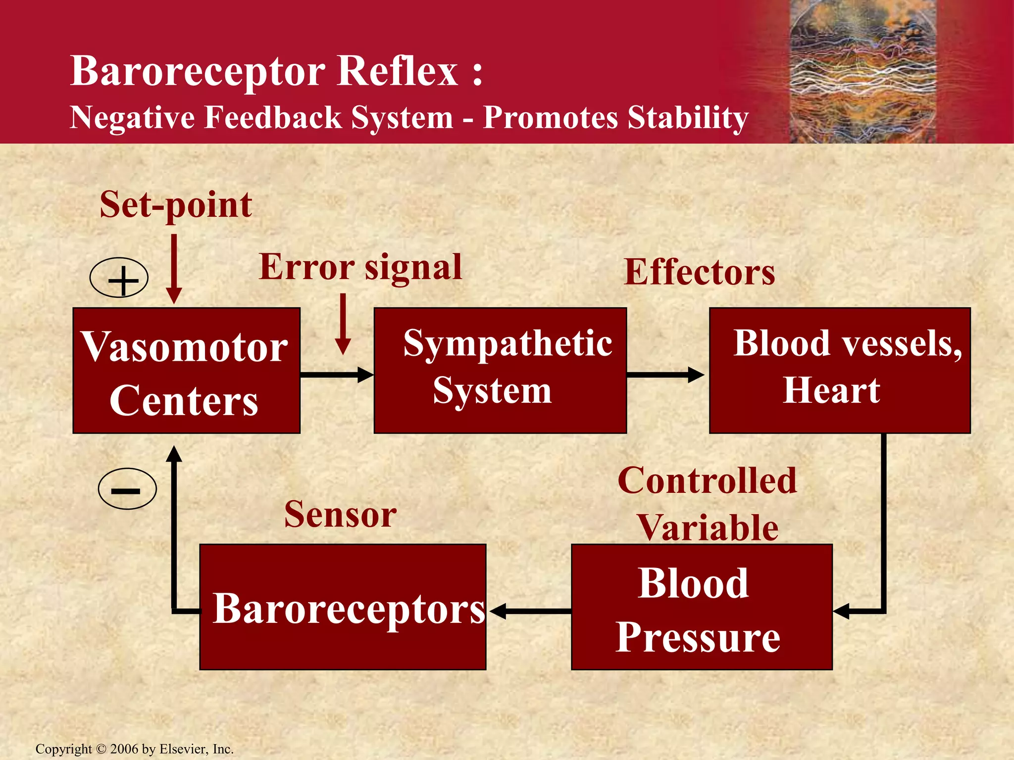 Copyright © 2006 by Elsevier, Inc.
Baroreceptor Reflex :
Negative Feedback System - Promotes Stability
Blood vessels,
Heart
Baroreceptors
Set-point
Error signal
Vasomotor
Centers
Sympathetic
System
Effectors
Blood
Pressure
Sensor
Controlled
Variable
+
 