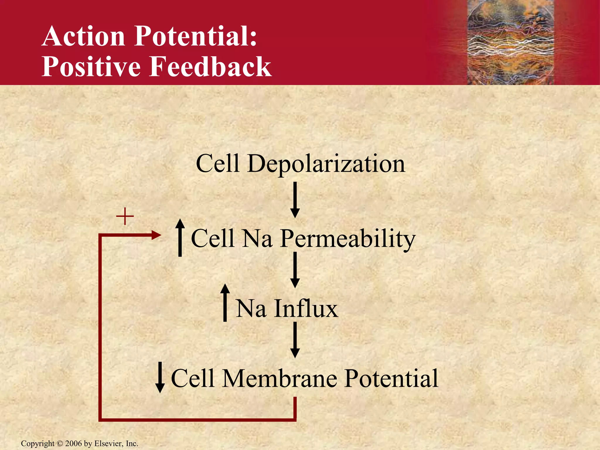 Copyright © 2006 by Elsevier, Inc.
Action Potential:
Positive Feedback
Cell Depolarization
Cell Na Permeability
Na Influx
Cell Membrane Potential
+
 