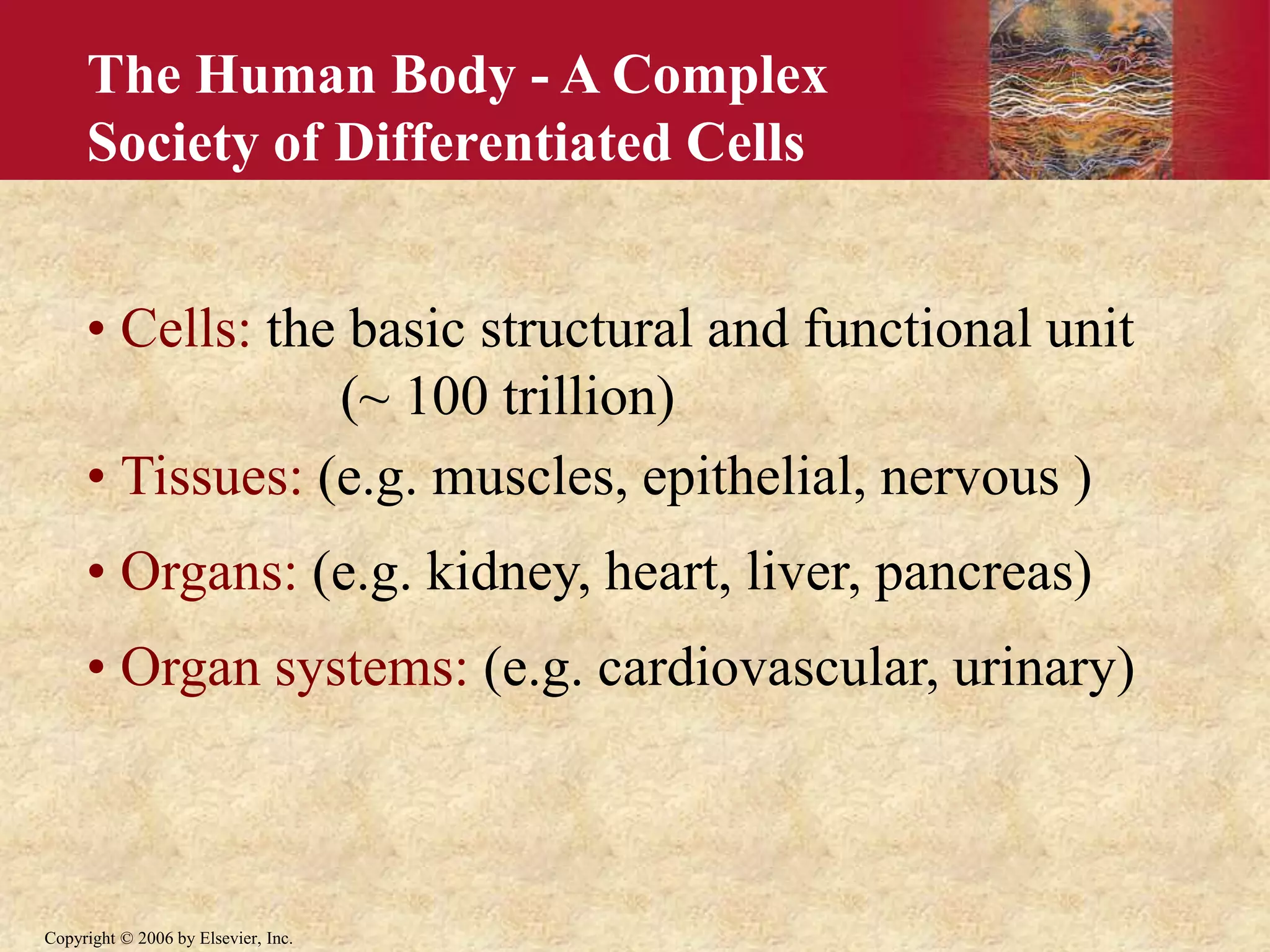 Copyright © 2006 by Elsevier, Inc.
The Human Body - A Complex
Society of Differentiated Cells
• Cells: the basic structural and functional unit
(~ 100 trillion)
• Tissues: (e.g. muscles, epithelial, nervous )
• Organs: (e.g. kidney, heart, liver, pancreas)
• Organ systems: (e.g. cardiovascular, urinary)
 