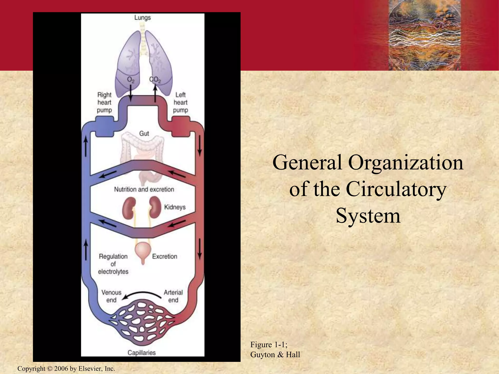 Copyright © 2006 by Elsevier, Inc.
Figure 1-1;
Guyton & Hall
General Organization
of the Circulatory
System
 