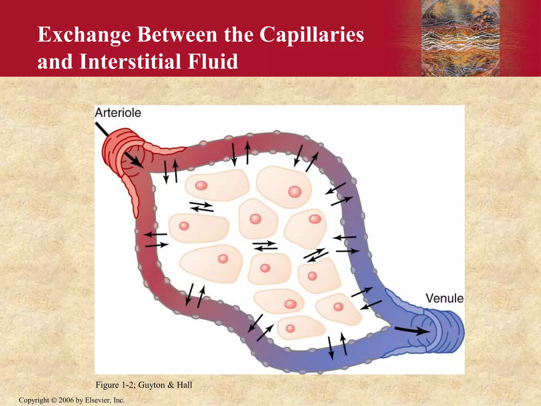 Copyright © 2006 by Elsevier, Inc.
Figure 1-2; Guyton & Hall
Exchange Between the Capillaries
and Interstitial Fluid
 