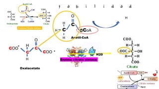O
COO
H
C
C
-
COO -
H
SCoA
C
C
O
H
H
H
Oxalacetato
Acetil-CoA
Enzima citrato sintasa
H20
O
H
 