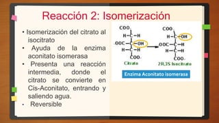 • Isomerización del citrato al
isocitrato
• Ayuda de la enzima
aconitato isomerasa
• Presenta una reacción
intermedia, donde el
citrato se convierte en
Cis-Aconitato, entrando y
saliendo agua.
• Reversible
Reacción 2: Isomerización
 