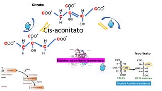 Enzima aconitato isomerasa
COO
COO
H
C
C
-
C
H
-
H
COO
-
OH
H
Cis-aconitato
Citrato
COO
COO
H
C
C
-
C
H
-
OH
COO
-
H
H
Isocitrato
COO
COO
H
C
C
-
C
H
-
H
COO
-
OH
H
 