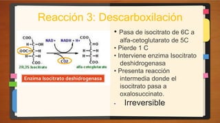 • Pasa de isocitrato de 6C a
alfa-cetoglutarato de 5C
• Pierde 1 C
• Interviene enzima Isocitrato
deshidrogenasa
• Presenta reacción
intermedia donde el
isocitrato pasa a
oxalosuccinato.
• Irreversible
Reacción 3: Descarboxilación
 