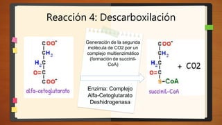 Reacción 4: Descarboxilación
Generación de la segunda
molécula de CO2 por un
complejo multienzimático
(formación de succinil-
CoA)
Enzima: Complejo
Alfa-Cetoglutarato
Deshidrogenasa
 