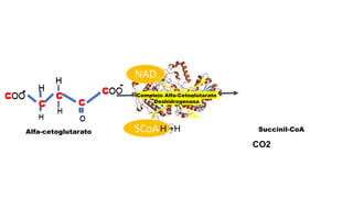 H
COO
H
C
C
-
C
H
H
COO
-
O
SCoA
SCoA
Alfa-cetoglutarato
H
COO
H
C
C
-
C
H
H
COO
-
O
Complejo Alfa-Cetoglutarato
Deshidrogenasa
NAD
NAD
H +H
CO2
Succinil-CoA
 