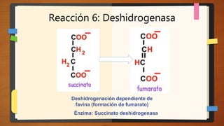 Reacción 6: Deshidrogenasa
Énzima: Succinato deshidrogenasa
Deshidrogenación dependiente de
favina (formación de fumarato)
 
