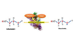 COO
H
C
C
-
C
H
O
O
Succinato Deshidrogenasa
FAD
H
H
Succinato
FADH2 FAD
Fumarato
H
COO
H
C
C
-
C
H
H
O
Succinato
 