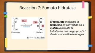 Reacción 7: Fumato hidratasa
El fumarato mediante la
fumarasa es convertido en L-
malato mediante la
hidratación con un grupo –OH
desde una molécula de agua
 