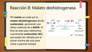 Reacción 8: Malato deshidrogenasa
•El malato se oxida por la
malato deshidrogenasa dando
oxalacetato, generando una
última molécula de a NADH. Al
final de este paso obtenemos
nuevamente oxalacetato (4C),
que puede ser utilizado por el
primer enzima del ciclo para
volver a generar energía
 
