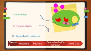 C.- Fosforilación oxidativa
B - Ciclo de Krebs
A - Glucólisis
Piruvato
Glucos
a
Glucolisis Acetil CoA
Descarboxilación
oxidativa
 