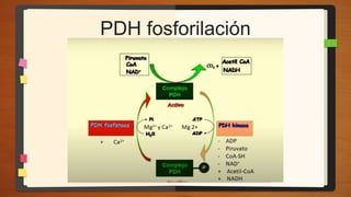 PDH fosforilación
 