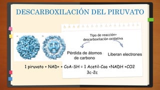 DESCARBOXILACIÓN DEL PIRUVATO
Pérdida de átomos
de carbono
1 piruvato + NAD+ + CoA-SH = 1 Acetil-Coa +NADH +CO2
3c-2c
Liberan electrones
 