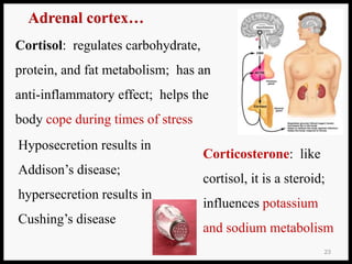 1.6. Anatomy-Endocrine-System.ppt