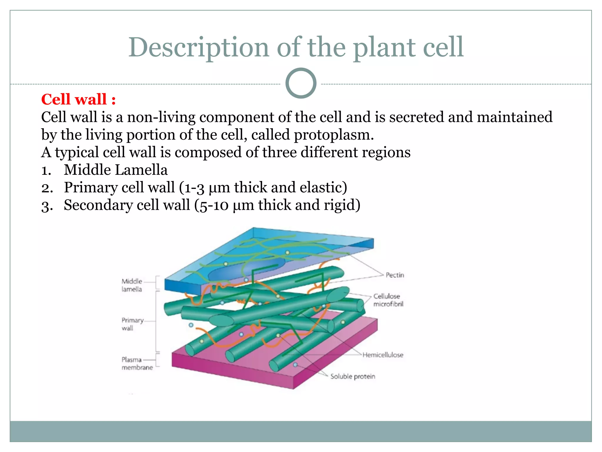 Description of the plant cell
Cell wall :
Cell wall is a non-living component of the cell and is secreted and maintained
by the living portion of the cell, called protoplasm.
A typical cell wall is composed of three different regions
1. Middle Lamella
2. Primary cell wall (1-3 µm thick and elastic)
3. Secondary cell wall (5-10 µm thick and rigid)
 