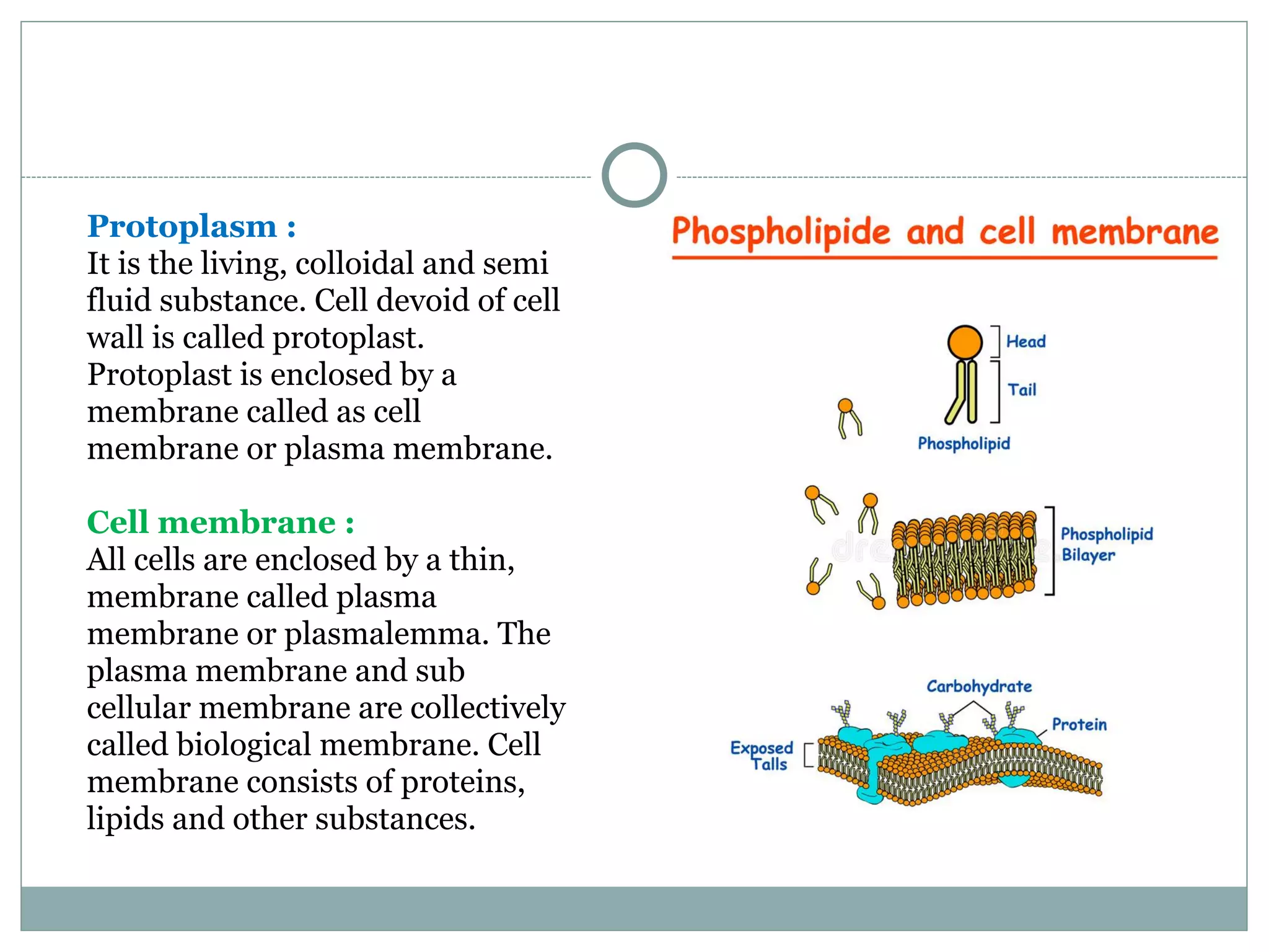 Protoplasm :
It is the living, colloidal and semi
fluid substance. Cell devoid of cell
wall is called protoplast.
Protoplast is enclosed by a
membrane called as cell
membrane or plasma membrane.
Cell membrane :
All cells are enclosed by a thin,
membrane called plasma
membrane or plasmalemma. The
plasma membrane and sub
cellular membrane are collectively
called biological membrane. Cell
membrane consists of proteins,
lipids and other substances.
 